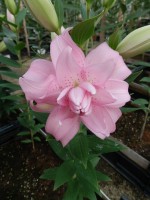 [5629 VH59 Waverider No02.JPG]